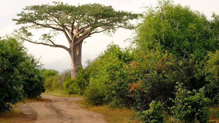 Victoria Falls Island Lodge