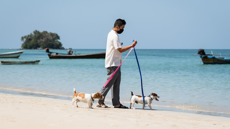 dogs on beach