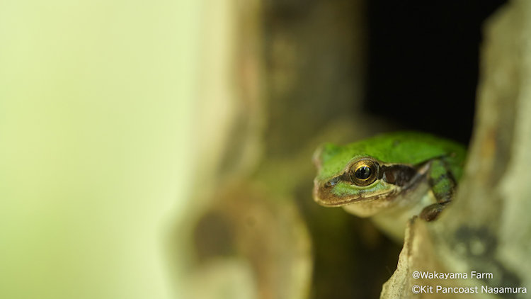 wakayama frog