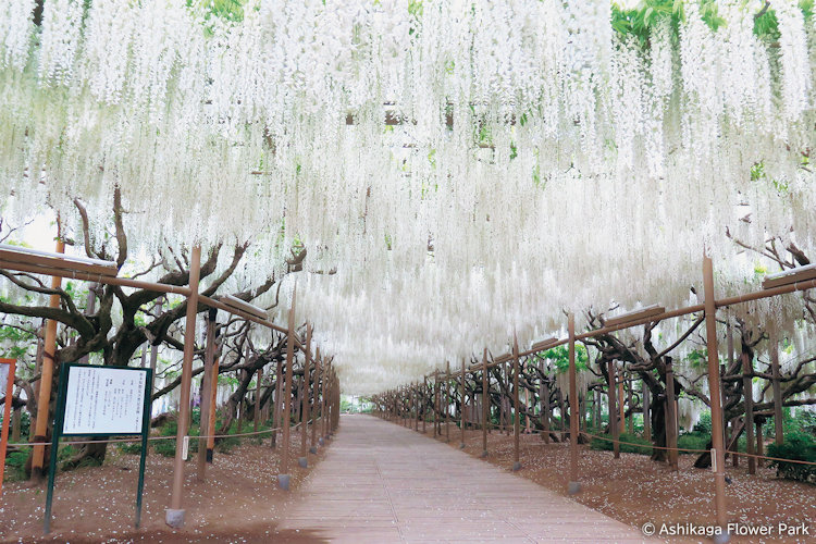 Ashikaga Flower Park