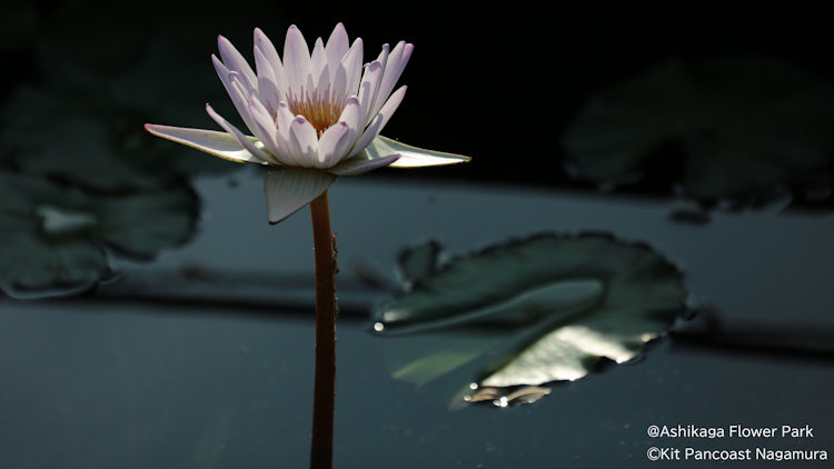 Ashikaga Flower Park