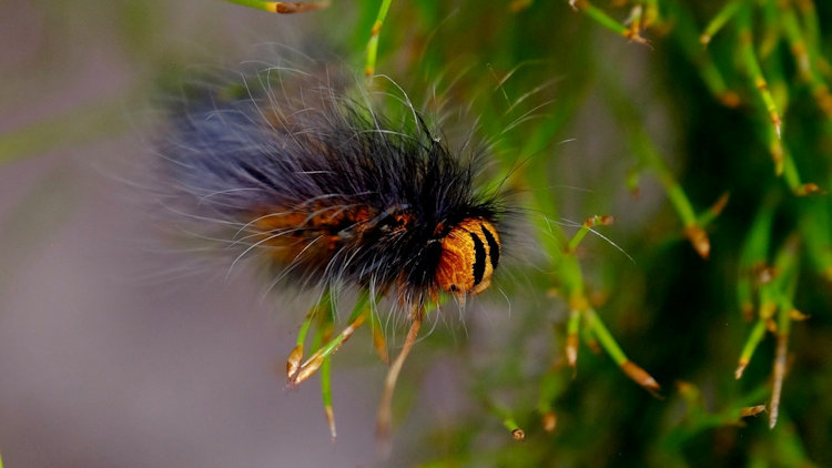 Grootbos Private Nature Reserve 