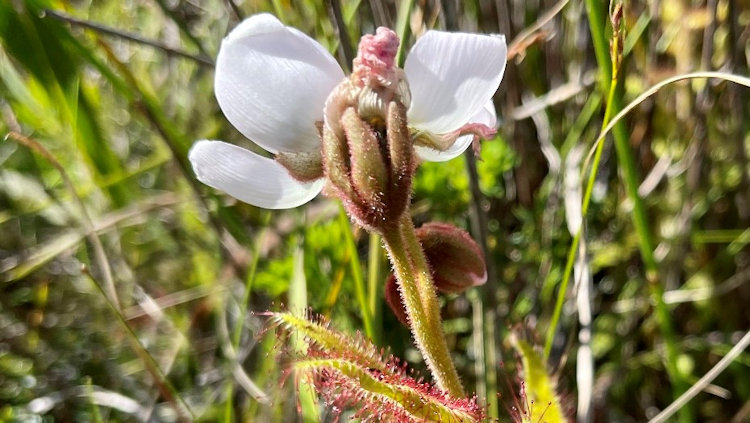 Grootbos Private Nature Reserve 