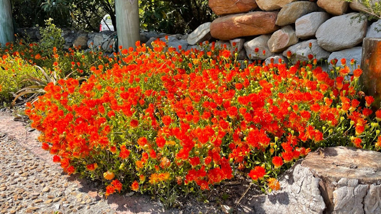 Grootbos Private Nature Reserve 