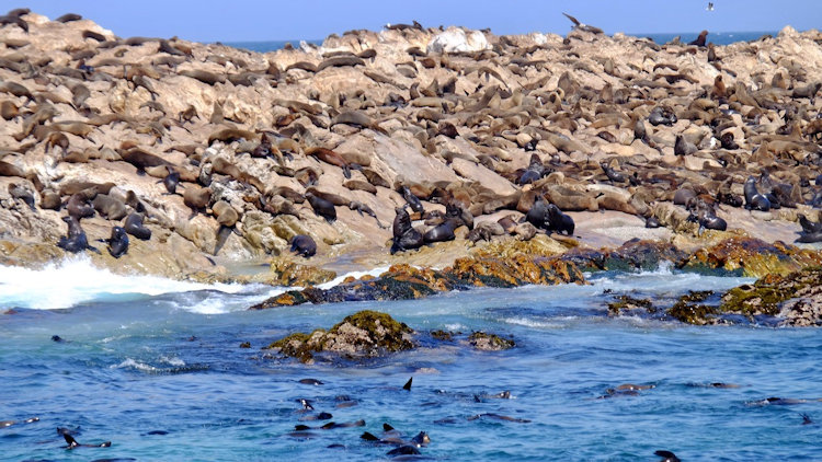 Grootbos Private Nature Reserve 