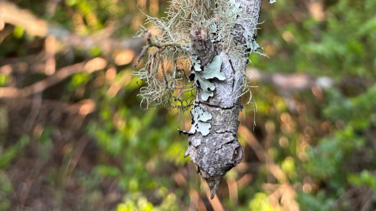 Grootbos Private Nature Reserve 