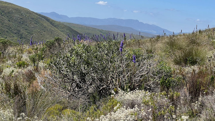 Grootbos nature