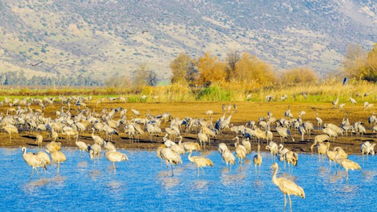 Israel nature