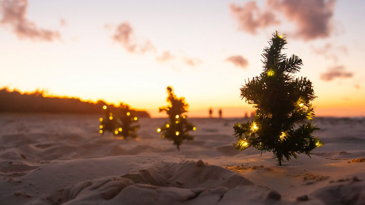 christmas trees in the sand