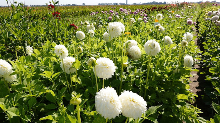 flowers in Holland