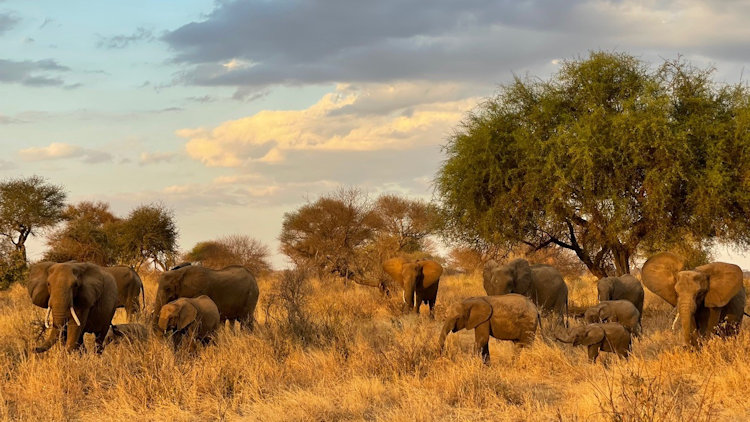 Lolkisale Camp wildlife