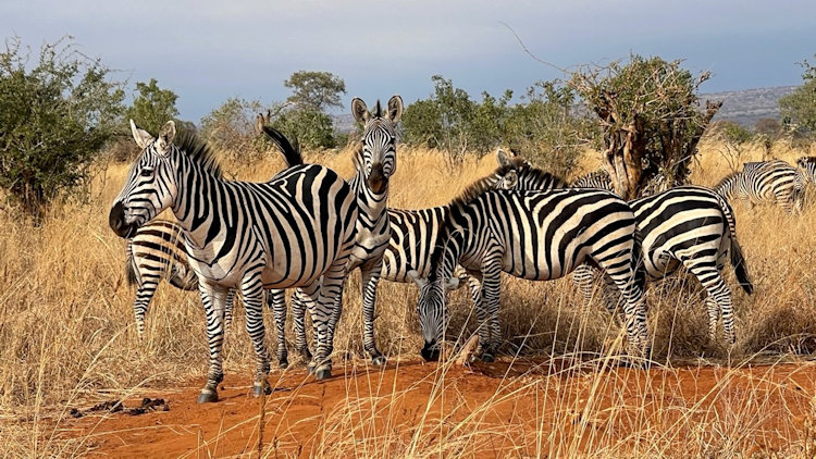 Lolkisale Camp wildlife