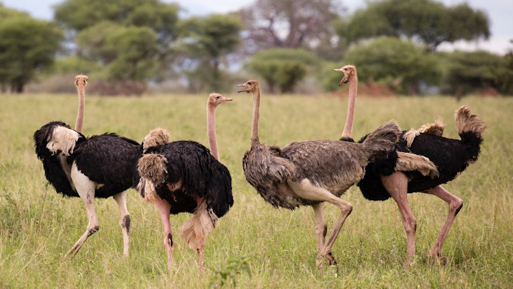 Lolkisale Camp wildlife