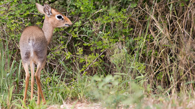 Lolkisale Camp wildlife