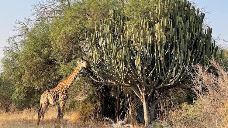 Lolkisale Camp giraffes