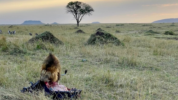 Serengeti Migration trip