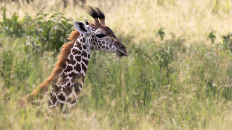 Serengeti Migration trip