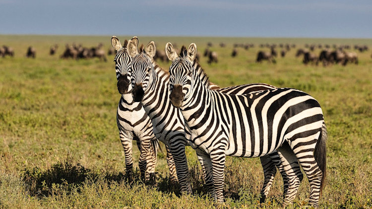 Serengeti Migration trip