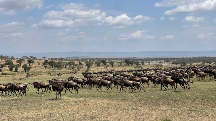 Serengeti Migration trip