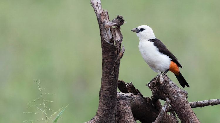 Serengeti Migration trip