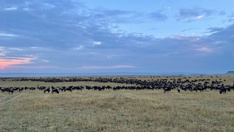 Serengeti Migration trip