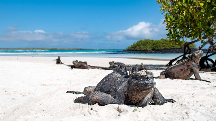 Galapagos Islands iguanas