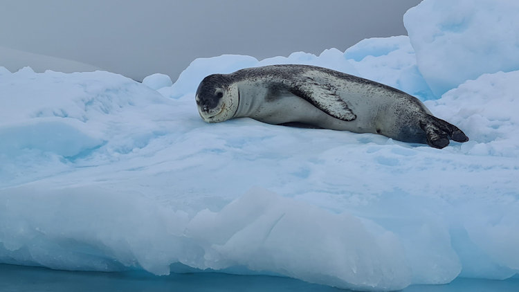 smiling seal in Antarctica