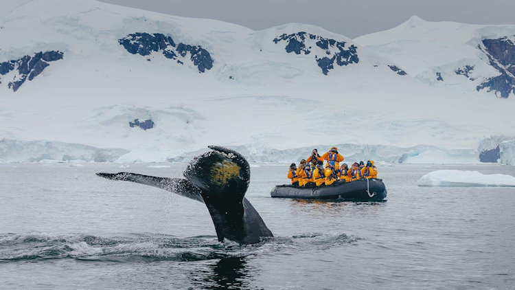 Antarctica whale watching by zodiak boat