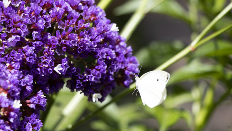 Flora and Fauna Jerusalem