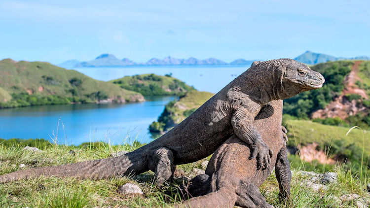 Komodo Island