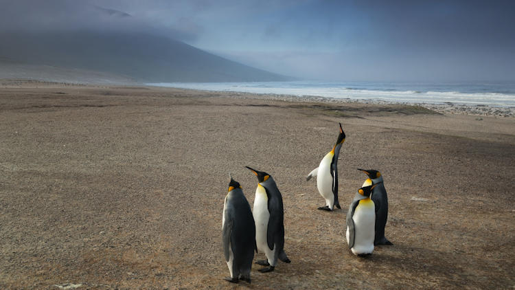 Falkland Islands penguins