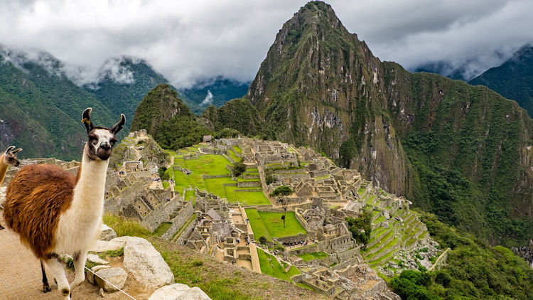 machu picchu llamas