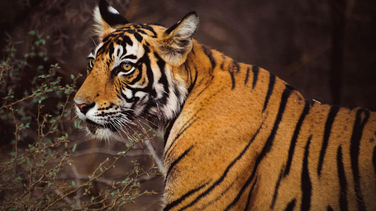 Ranthambore National Park tiger