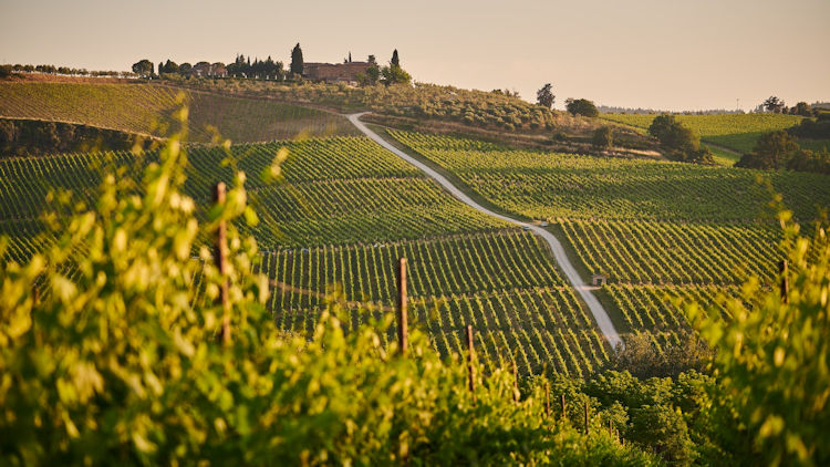 tuscany vineyards