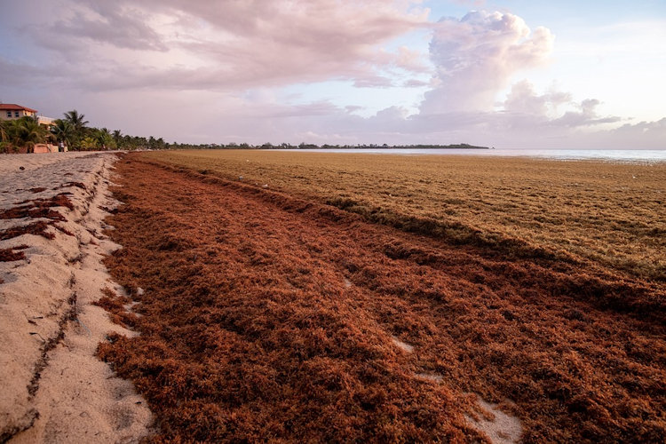 Sargassum seaweed in Belize