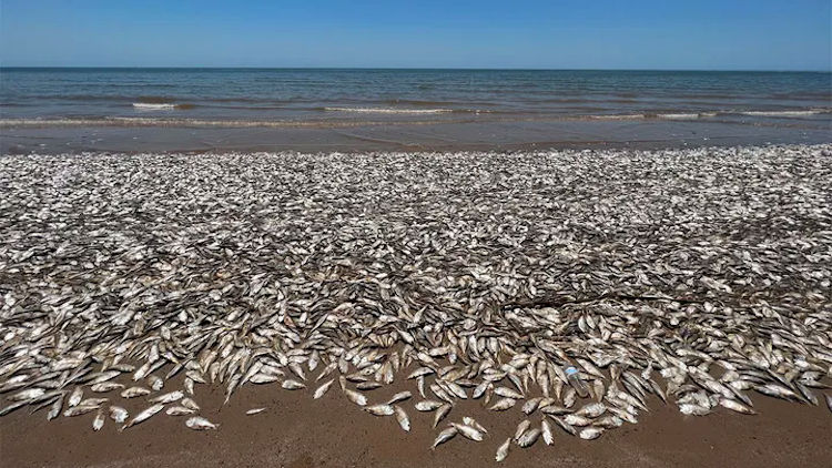 Dead Fish Texas (Brazoria County)
