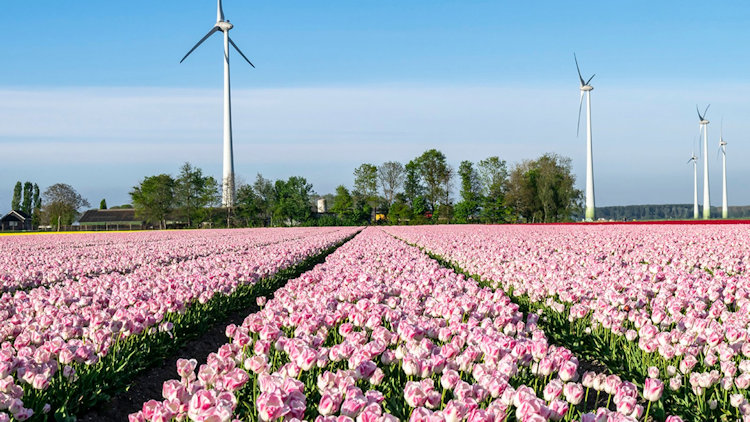 Flevoland tulips