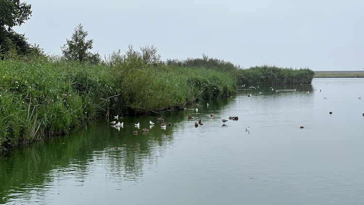 ducks on water