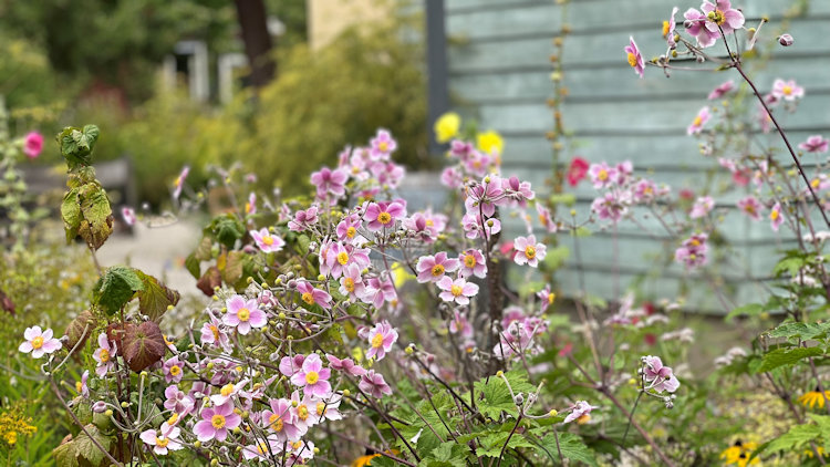 colorful flowers