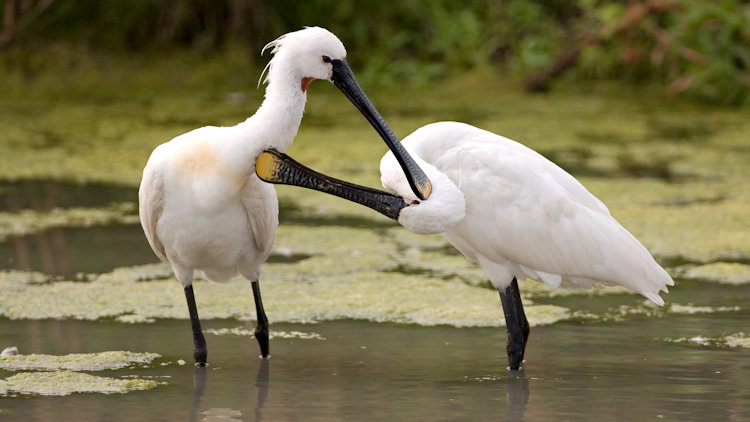 Markerwadden Lepelaars Kees Dansen