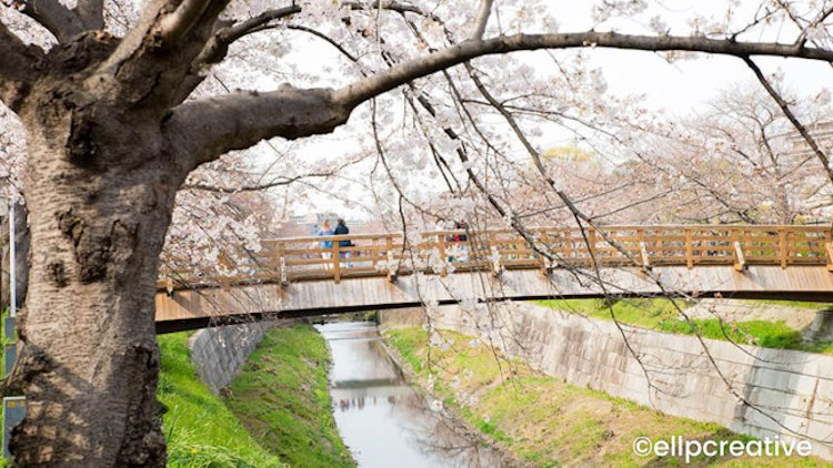 Japan Cherry Blossom travel