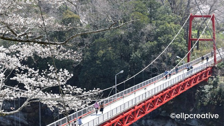 Japan Cherry Blossom travel