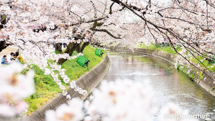 Japan Cherry Blossom travel