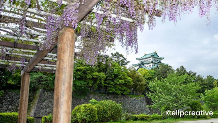 Japan Cherry Blossom travel