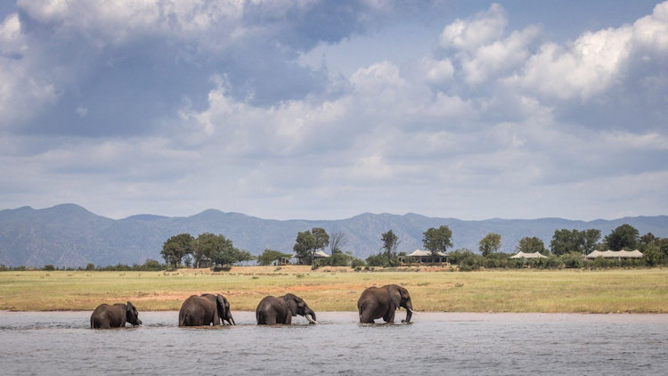 Zimbabwe safari