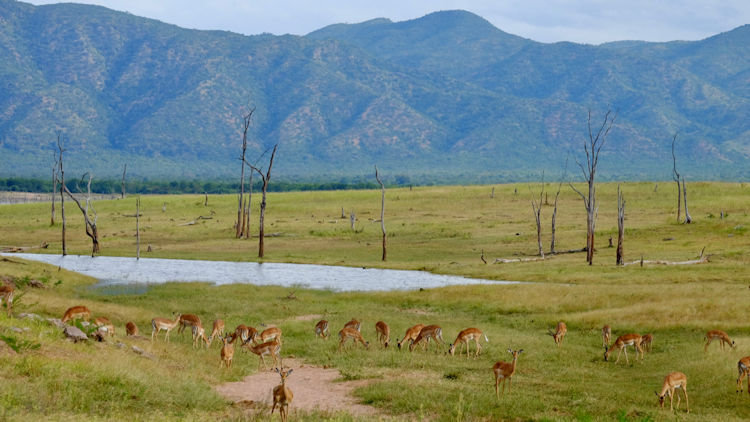 Zimbabwe safari