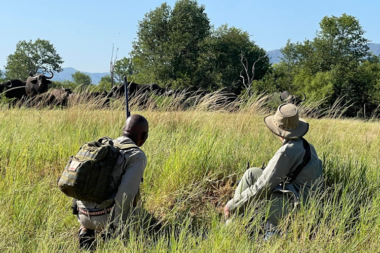 Zimbabwe safari