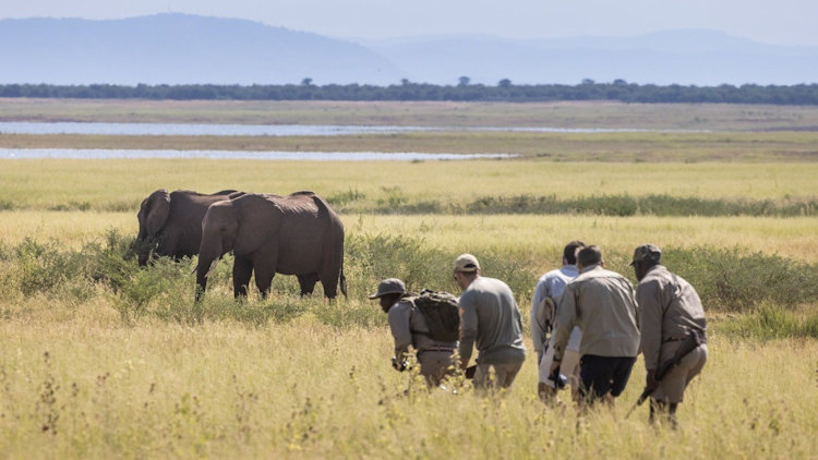 Zimbabwe safari