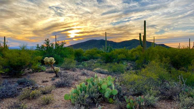 Tucson desert sunset