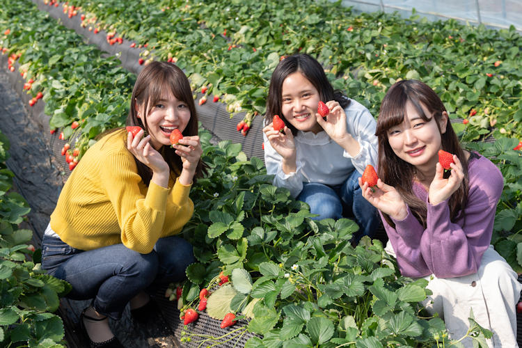 Japan Strawberry girls